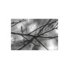 Winter Branch - Photographic Print
