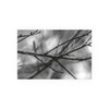 Winter Branch - Photographic Print