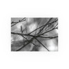 Winter Branch - Photographic Print