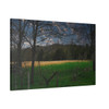 Amber Waves - Stretched Canvas Print