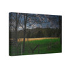Amber Waves - Stretched Canvas Print
