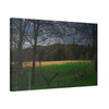 Amber Waves - Stretched Canvas Print
