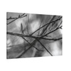 Winter Branch - Stretched Canvas Print