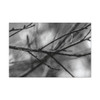 Winter Branch - Stretched Canvas Print