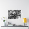 Winter Branch - Stretched Canvas Print