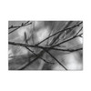 Winter Branch - Stretched Canvas Print