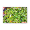White Lotus - Stretched Canvas Print