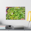 White Lotus - Stretched Canvas Print