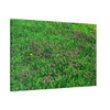 Mint Blooms- Stretched Canvas Print