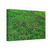 Mint Blooms- Stretched Canvas Print