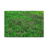 Mint Blooms- Stretched Canvas Print
