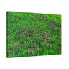 Mint Blooms- Stretched Canvas Print