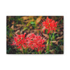 Red Spiders - Stretched Canvas Print