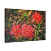 Red Spiders - Stretched Canvas Print