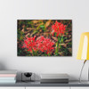 Red Spiders - Stretched Canvas Print