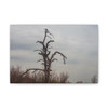 Lonely Oak - Stretched Canvas Print