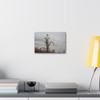 Lonely Oak - Stretched Canvas Print