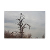 Lonely Oak - Stretched Canvas Print