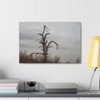 Lonely Oak - Stretched Canvas Print