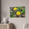 Just Dandy- Stretched Canvas Print