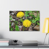 Just Dandy- Stretched Canvas Print