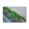 Nature Reclaiming - Stretched Canvas Print