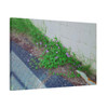 Nature Reclaiming - Stretched Canvas Print