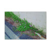 Nature Reclaiming - Stretched Canvas Print