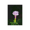 Devil's Trumpet - Photographic Print
