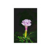 Devil's Trumpet - Photographic Print