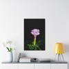 Devil's Trumpet - Stretched Canvas Print