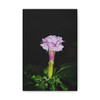 Devil's Trumpet - Stretched Canvas Print