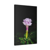 Devil's Trumpet - Stretched Canvas Print