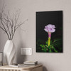 Devil's Trumpet - Stretched Canvas Print