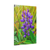 Lupine Lover - Stretched Canvas Print