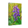 Lupine Lover - Stretched Canvas Print