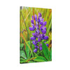 Lupine Lover - Stretched Canvas Print