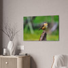 Finch - Stretched Canvas Print