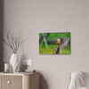 Finch - Stretched Canvas Print