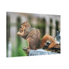 Biding His Time - Stretched Canvas Print