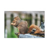 Biding His Time - Stretched Canvas Print