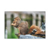 Biding His Time - Stretched Canvas Print