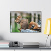 Biding His Time - Stretched Canvas Print
