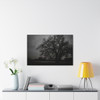 Haunted Oak - Stretched Canvas Print