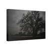 Haunted Oak - Stretched Canvas Print