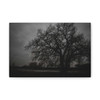 Haunted Oak - Stretched Canvas Print
