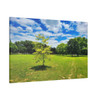 Sunny Day - Stretched Canvas Print