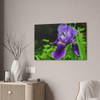 Violet Iris - Stretched Canvas Print