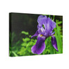 Violet Iris - Stretched Canvas Print
