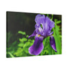 Violet Iris - Stretched Canvas Print